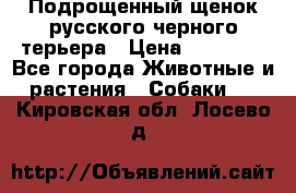 Подрощенный щенок русского черного терьера › Цена ­ 35 000 - Все города Животные и растения » Собаки   . Кировская обл.,Лосево д.